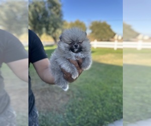 Pomeranian Puppy for sale in STOCKTON, CA, USA
