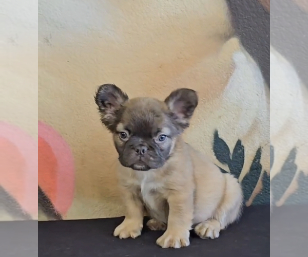 Medium Photo #14 French Bulldog Puppy For Sale in LOS ALTOS, CA, USA