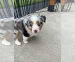 Small #3 Australian Shepherd