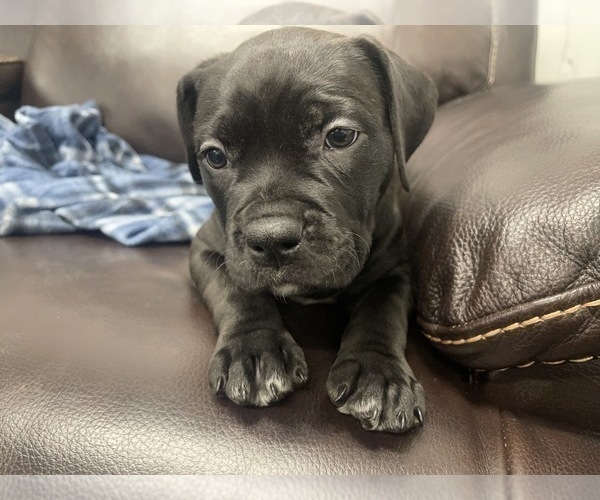Medium Photo #30 American Bully Puppy For Sale in REESEVILLE, WI, USA