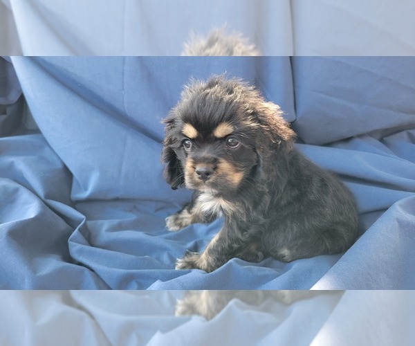 Medium Photo #4 Cocker Spaniel Puppy For Sale in WITHEE, WI, USA