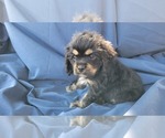 Small Photo #4 Cocker Spaniel Puppy For Sale in WITHEE, WI, USA