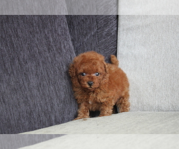 Medium Photo #6 Poodle (Toy) Puppy For Sale in MANHATTAN, NY, USA