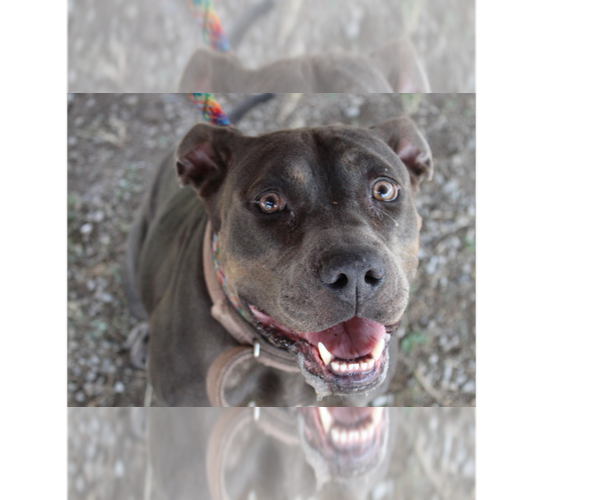 Medium Photo #14 Mutt Puppy For Sale in Abbeville, LA, USA