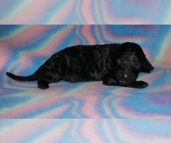 Medium Photo #1 Labradoodle Puppy For Sale in LA HABRA, CA, USA