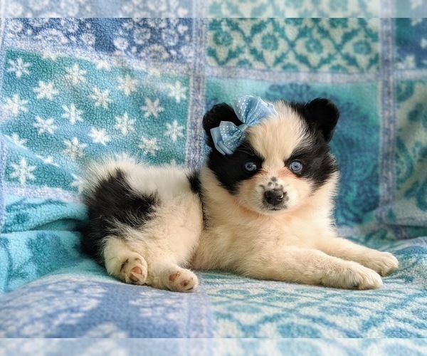 Medium Photo #6 Pomsky Puppy For Sale in CHRISTIANA, PA, USA