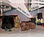 Small Photo #70 Chihuahua Puppy For Sale in CHARLESTON, AR, USA