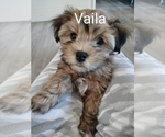 Puppy Vaila Havanese