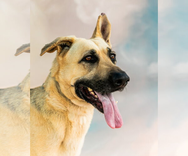 Medium Photo #1 German Shepherd Dog Puppy For Sale in Pasadena, CA, USA