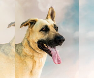 German Shepherd Dog Dogs for adoption in Pasadena, CA, USA