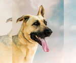Small German Shepherd Dog
