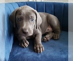 Puppy Blue boy 1 Weimaraner