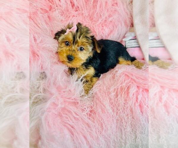 Medium Photo #3 Yorkshire Terrier Puppy For Sale in PEMBROKE PINES, FL, USA