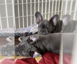 Small Photo #13 French Bulldog Puppy For Sale in PALATINE, IL, USA