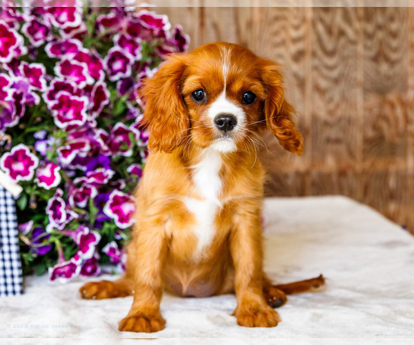 Medium Photo #83 Cavalier King Charles Spaniel Puppy For Sale in WAKARUSA, IN, USA