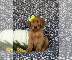 Golden Retriever Puppy for sale in QUARRYVILLE, PA, USA