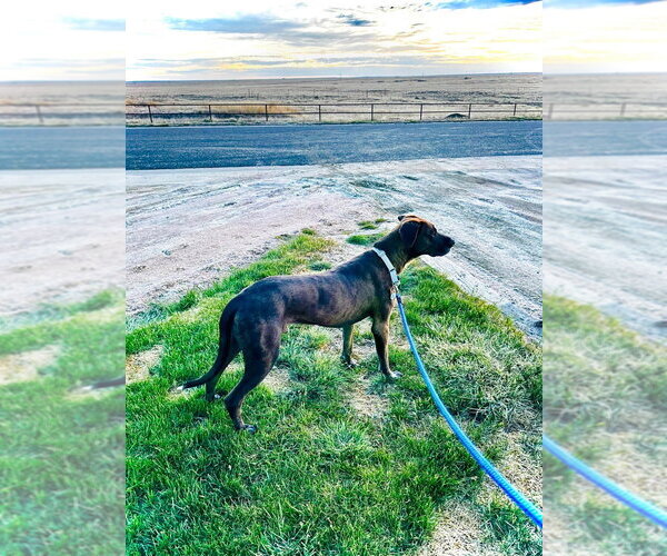 Medium Photo #11 Great Dane-Labrador Retriever Mix Puppy For Sale in Bullard, TX, USA
