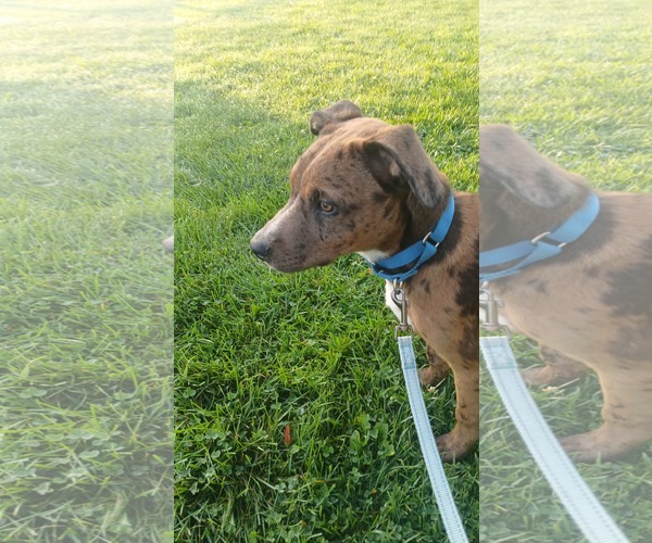 Medium Photo #3 Mutt Puppy For Sale in Clinton , MI, USA