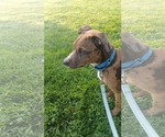 Small Photo #3 Mutt Puppy For Sale in Clinton , MI, USA