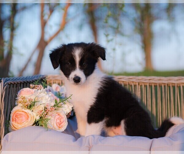 Medium Photo #1 Border Collie Puppy For Sale in STRAFFORD, MO, USA