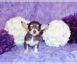 Puppy Cayenne Chihuahua
