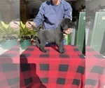 Small Photo #3 Labrador Retriever Puppy For Sale in SAINT JOSEPH, MO, USA