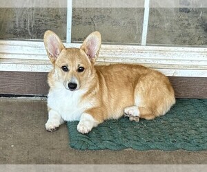 Medium Pembroke Welsh Corgi