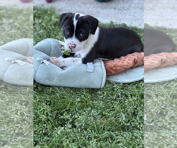 Medium Photo #4 American Pit Bull Terrier-Labrador Retriever Mix Puppy For Sale in Holly Springs, NC, USA