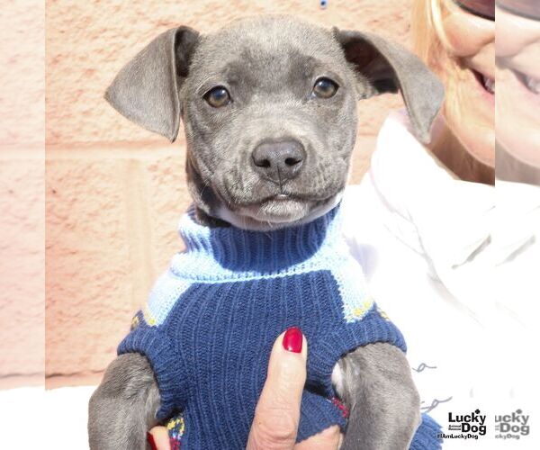 Medium Photo #1 Labrador Retriever-Unknown Mix Puppy For Sale in Washington, DC, USA