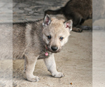 Small Photo #10 Czech Wolfdog-Wolf Hybrid Mix Puppy For Sale in Darova, Timis, Romainia
