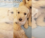 Small Photo #2 Goldendoodle Puppy For Sale in CHEYENNE, WY, USA