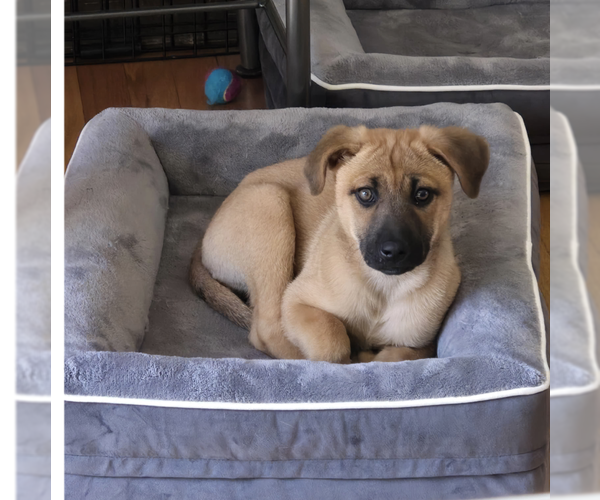 Medium Photo #5 Mutt Puppy For Sale in Plainfield, IL, USA