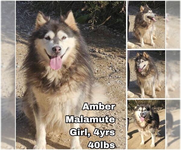Medium Photo #1 Alaskan Malamute Puppy For Sale in Seattle, WA, USA