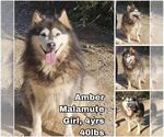 Small Alaskan Malamute