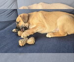 Small #2 American Pit Bull Terrier Mix
