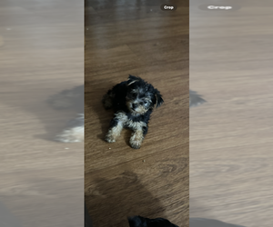 Yorkshire Terrier Puppy for Sale in sayre, Pennsylvania USA
