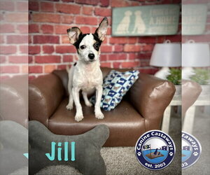 Chihuahua-Unknown Mix Dogs for adoption in Arcadia, FL, USA