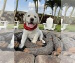 Small Photo #7 Labrador Retriever Puppy For Sale in MIAMI, FL, USA
