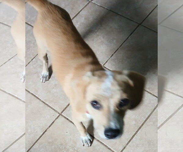 Medium Photo #5 Beagle-Unknown Mix Puppy For Sale in Newfoundland, PA, USA