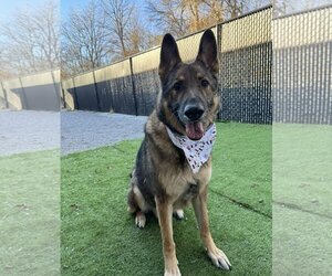 German Shepherd Dog Dogs for adoption in Crystal, MN, USA