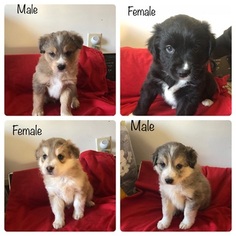 Australian Shepherd Puppy for sale in LEXINGTON, NC, USA