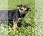 Puppy 4 German Shepherd Dog
