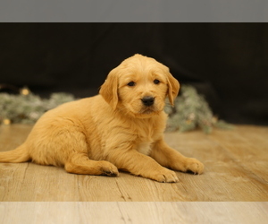 Medium Golden Retriever