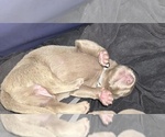 Puppy Puppy 5 Weimaraner