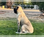 Small Photo #15 Mastiff Puppy For Sale in HESPERIA, CA, USA