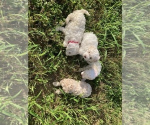 Poodle (Miniature) Puppy for sale in MANSFIELD, TX, USA