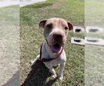 Small #1 American Pit Bull Terrier Mix