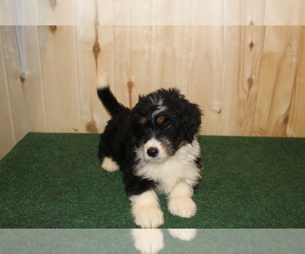 Medium Photo #5 Miniature Bernedoodle Puppy For Sale in HORN CREEK, CO, USA