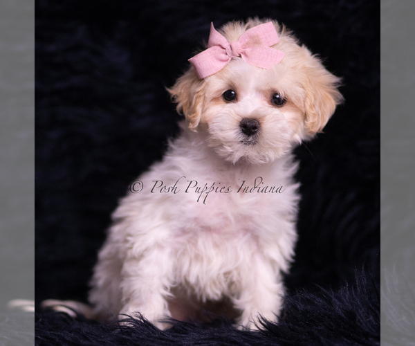 Medium Photo #91 Maltipoo (Miniature) Puppy For Sale in WARSAW, IN, USA