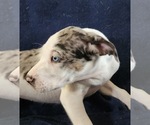 Small #16 Catahoula Leopard Dog